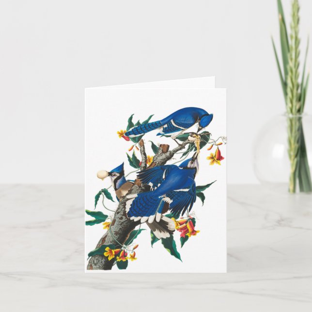 Tarjeta De Agradecimiento Jay azul de John James Audubon (Anverso)