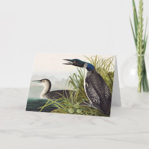 Tarjeta De Agradecimiento John James Audubon Bird Loon Diver Classic