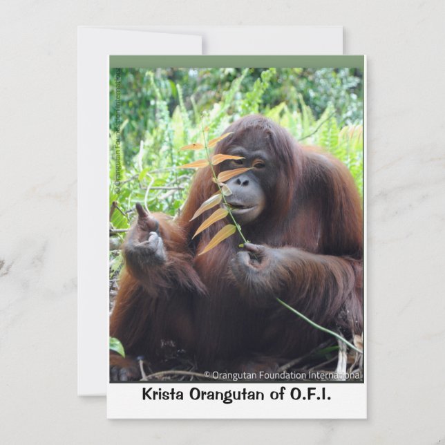 Tarjeta De Agradecimiento Krista Orangután en el bosque lluvioso de Borneo T (Anverso)