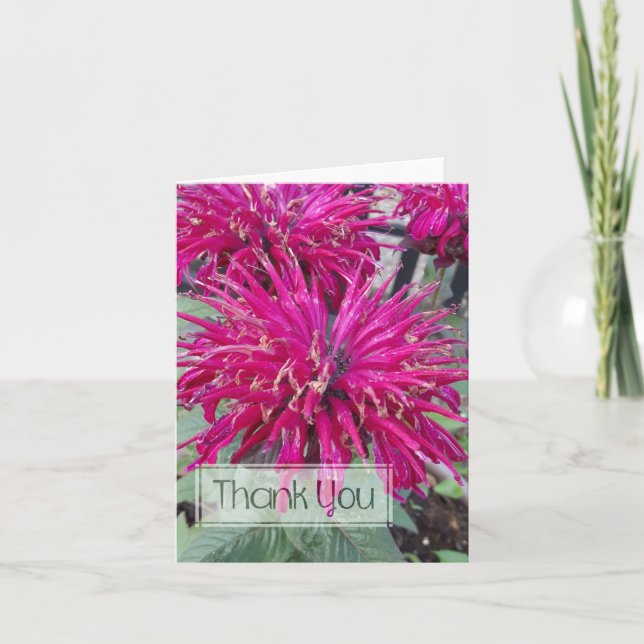 Tarjeta De Agradecimiento La flor rosa caliente Lady Razzberry Bee Balm (Anverso)