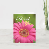 La margarita rosada del Gerbera le agradece