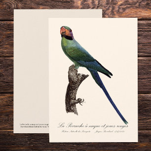 Tarjeta De Agradecimiento La Perruche a nuque et joues rouges