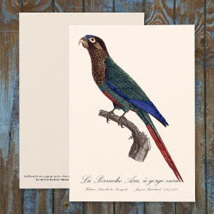 Tarjeta De Agradecimiento La Perruche Ara, una especie de garganta