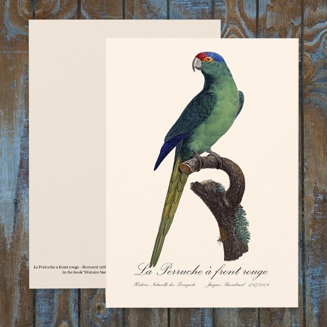 Tarjeta De Agradecimiento La Perruche es una onda frontal (Orange-Fronted Parakeet, Eupsittula Canicularis. Thank You Card )