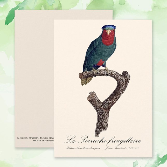 Tarjeta De Agradecimiento La Perruche fringillaire (Blue-Crowned Lorikeet, Vini Australis. Thank You Card)