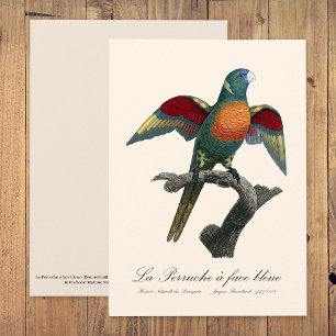 Tarjeta De Agradecimiento La Perruche un deslumbramiento facial