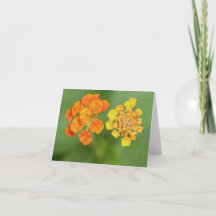 Lantana vietnamita toda ocasión Notecard