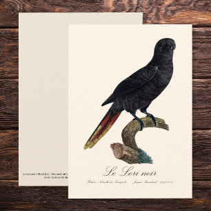 Tarjeta De Agradecimiento Le Lori noir / Lory negra