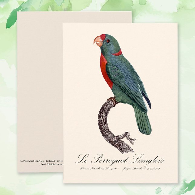 Tarjeta De Agradecimiento Le Perroquet Langlois (Le Perroquet Langlois by Jacques Barraband. Thank You Card)