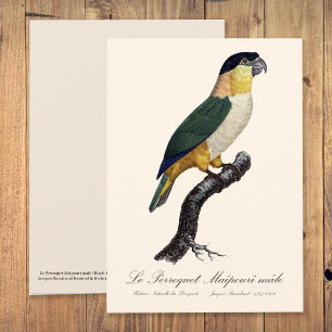Tarjeta De Agradecimiento Le Perroquet Maipouri / Loro de cabeza negra