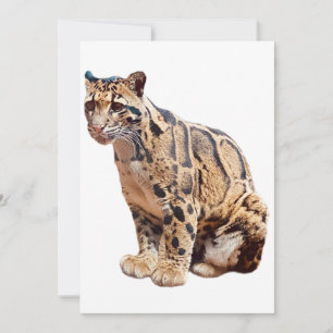 Tarjeta De Agradecimiento leopardo nublado fotografía selva gran gato animal