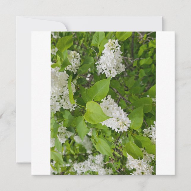 Tarjeta De Agradecimiento Lila blanca (Anverso)