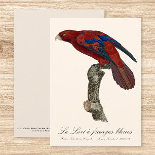 Tarjeta De Agradecimiento Lori rojo de cola larga, Trichoglossus borneus