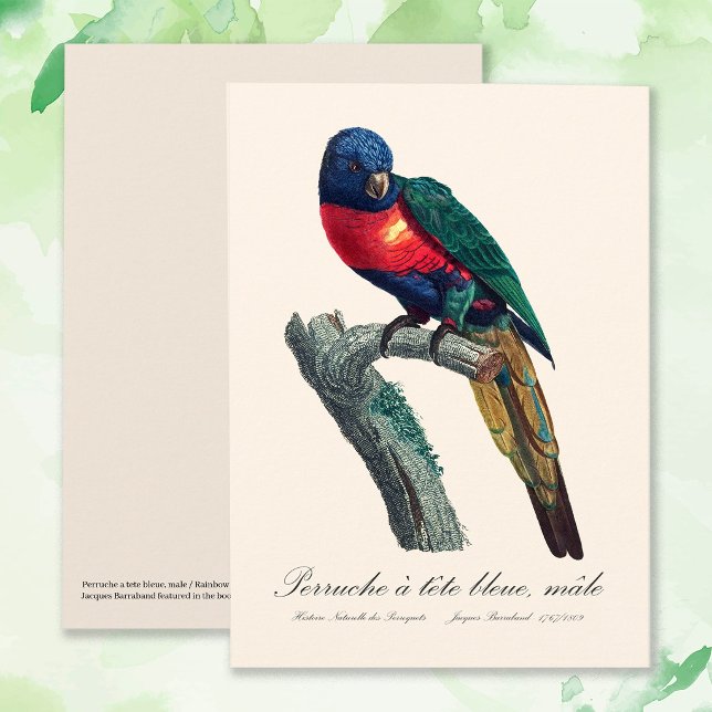 Tarjeta De Agradecimiento Loricito Arcoíris Macho, Trichoglossus Moluccanus (Rainbow Lorikeet Male, Trichoglossus Moluccanus. Thank You Card)