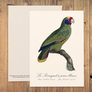 Tarjeta De Agradecimiento Loro de Cola Roja Amazona, Amazona Brasiliensis