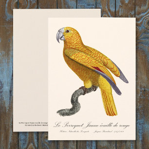 Tarjeta De Agradecimiento Loro del Paraíso de Cuba, Psittacus Paradisi