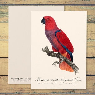 Tarjeta De Agradecimiento Loro Eclecto de Vosmaer, Eclectus Roratus Vosmaeri