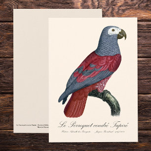 Tarjeta De Agradecimiento Loro Gris Africano Factor Rojo Psittacus Erithacus