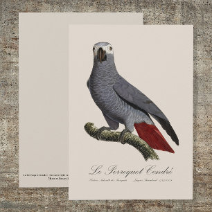 Tarjeta De Agradecimiento Loro gris africano, Psittacus erithacus, vintage