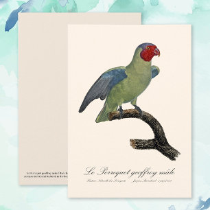 Tarjeta De Agradecimiento Loro mejilla roja macho, Geoffroyus geoffroyi