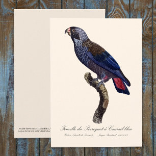 Tarjeta De Agradecimiento Loro obscuro o Pionus obscuro, Pionus fuscus