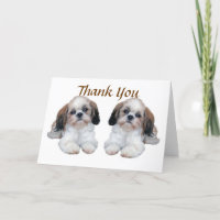 Los perritos de Shih Tzu le agradecen cardar