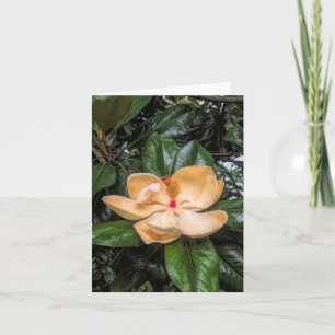 Tarjeta De Agradecimiento Magnolia del Sur2@Museo y Jardín de la Casa Stento