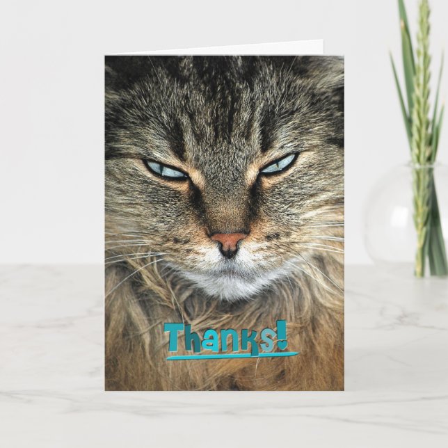 Tarjeta De Agradecimiento Maine Coon Cat Gracias (Anverso)