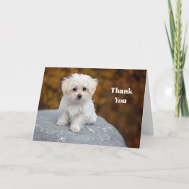 Tarjeta De Agradecimiento Maltese White Puppy Photo