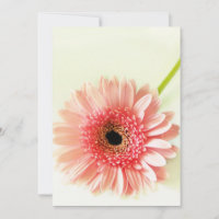 Margarita de Gerbera