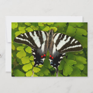 Tarjeta De Agradecimiento Mariposa cola de golondrina americana