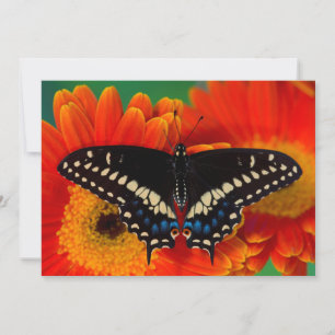 Tarjeta De Agradecimiento Mariposa cola de golondrina negra en Gerberia Dais