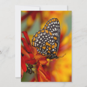 Tarjeta De Agradecimiento Mariposa de Baltimore de cuadros