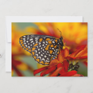 Tarjeta De Agradecimiento Mariposa de Baltimore de cuadros