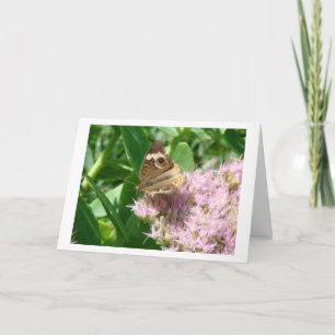 Tarjeta De Agradecimiento Mariposa En Sedum, Espuma Y Luz