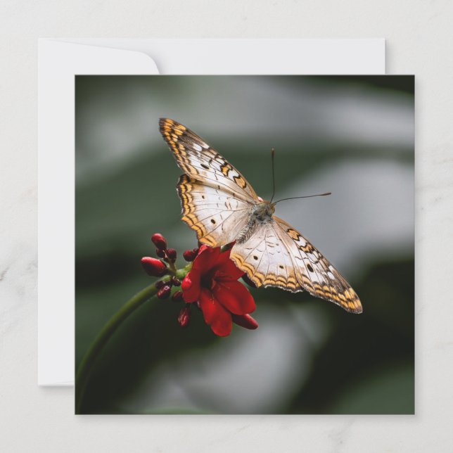 Tarjeta De Agradecimiento Mariposa Gracias (Anverso)