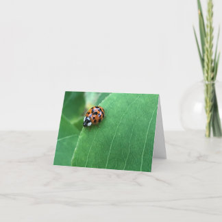 Tarjeta De Agradecimiento Mariquita de primavera en hoja verde