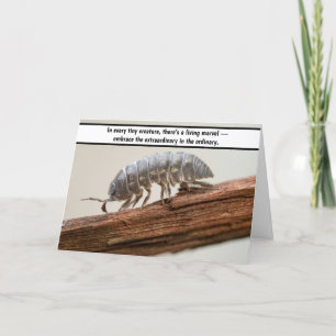 Tarjeta De Agradecimiento "Marvel in Miniature - The Woodlouse Wonder"