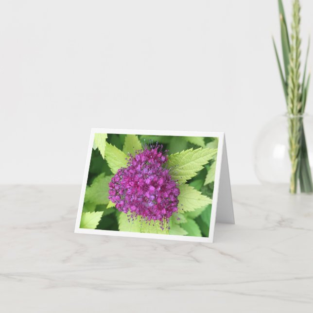 Tarjeta De Agradecimiento Meadowdulce japonés (Anverso)