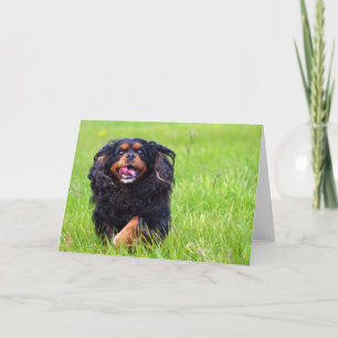 Tarjeta De Agradecimiento Moldeador. Perro de aguas de rey Charles arrogante