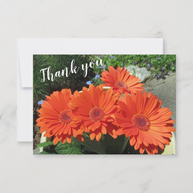 Tarjeta De Agradecimiento Naranja bonito Gerbera Daisy Foto Escrita A Mano T (Anverso)