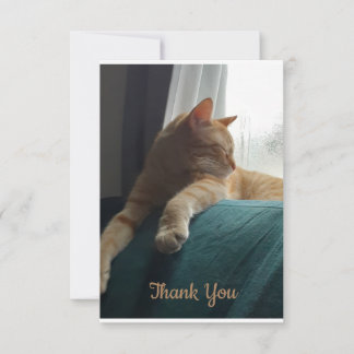 Tarjeta De Agradecimiento Naranja Cat