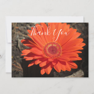 Tarjeta De Agradecimiento Naranja Daisy Floral Photo