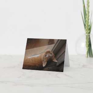 Tarjeta De Agradecimiento Naranja kitty notecard, por H.A.S. Artes