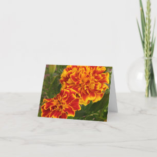 Tarjeta De Agradecimiento Naranja Marigolds Golpeando foto en el jardín