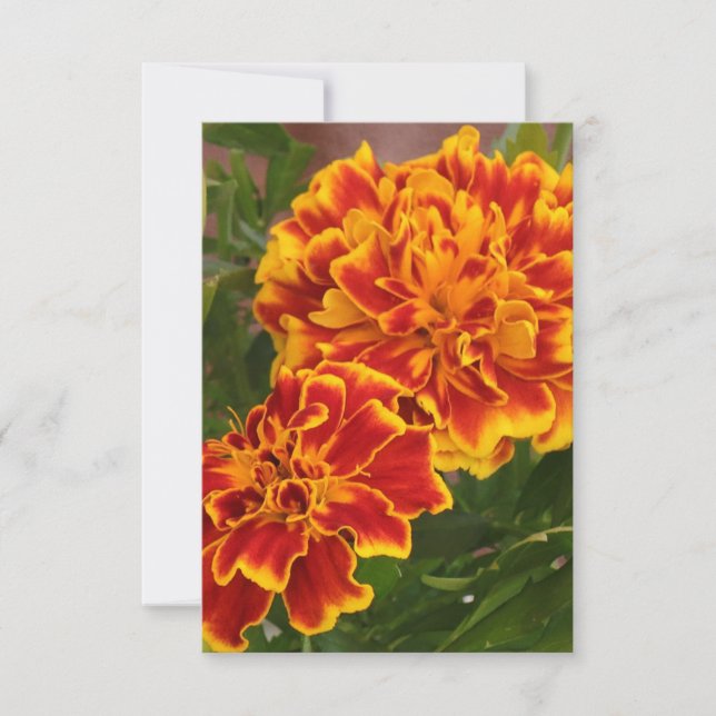 Tarjeta De Agradecimiento Naranja Marigolds Golpeando foto en el jardín (Anverso)
