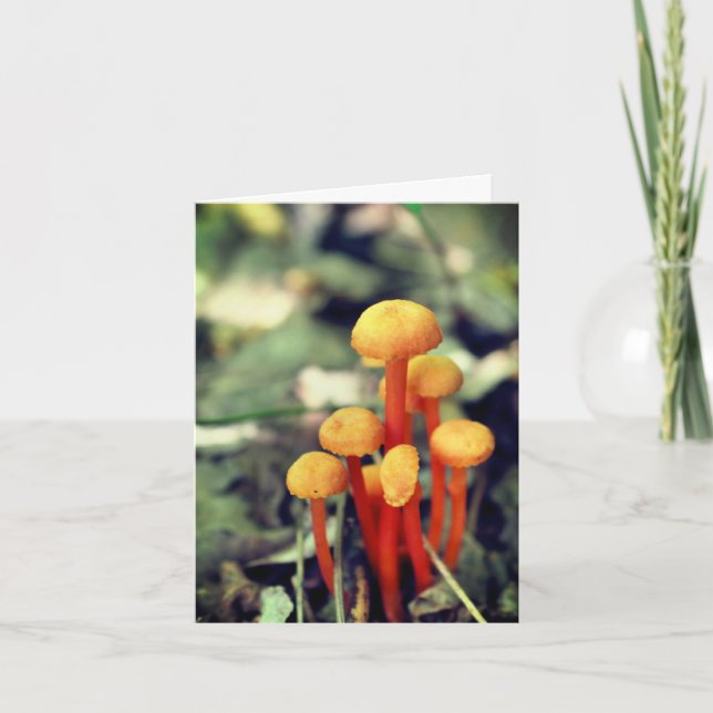 Tarjeta De Agradecimiento Naranja Mushrooms Nature Blank Note Card (Anverso)