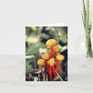 Tarjeta De Agradecimiento Naranja Mushrooms Nature Blank Note Card