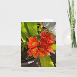 Tarjeta De Agradecimiento Naranja Tropical