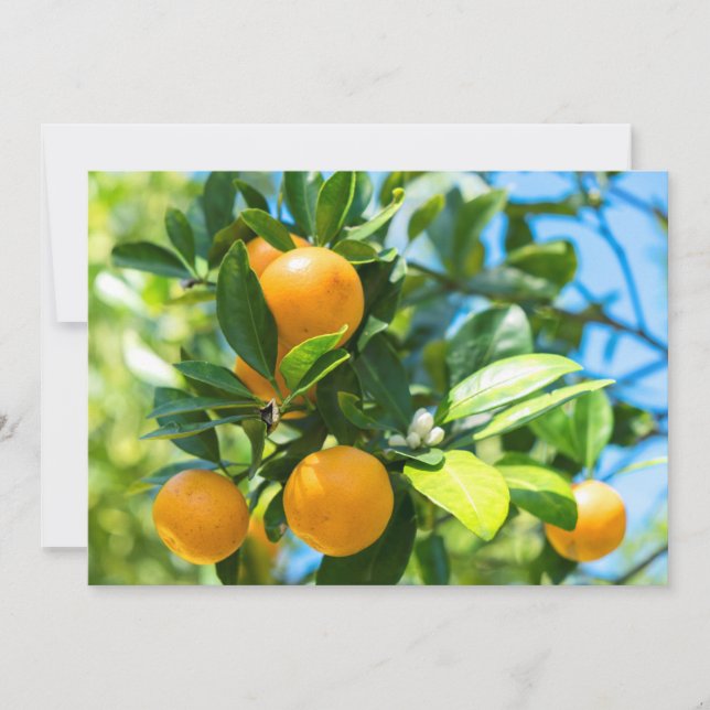 Tarjeta De Agradecimiento Naranjo en fruto (Anverso)